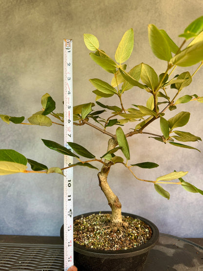 Koreanspice Viburnum #1