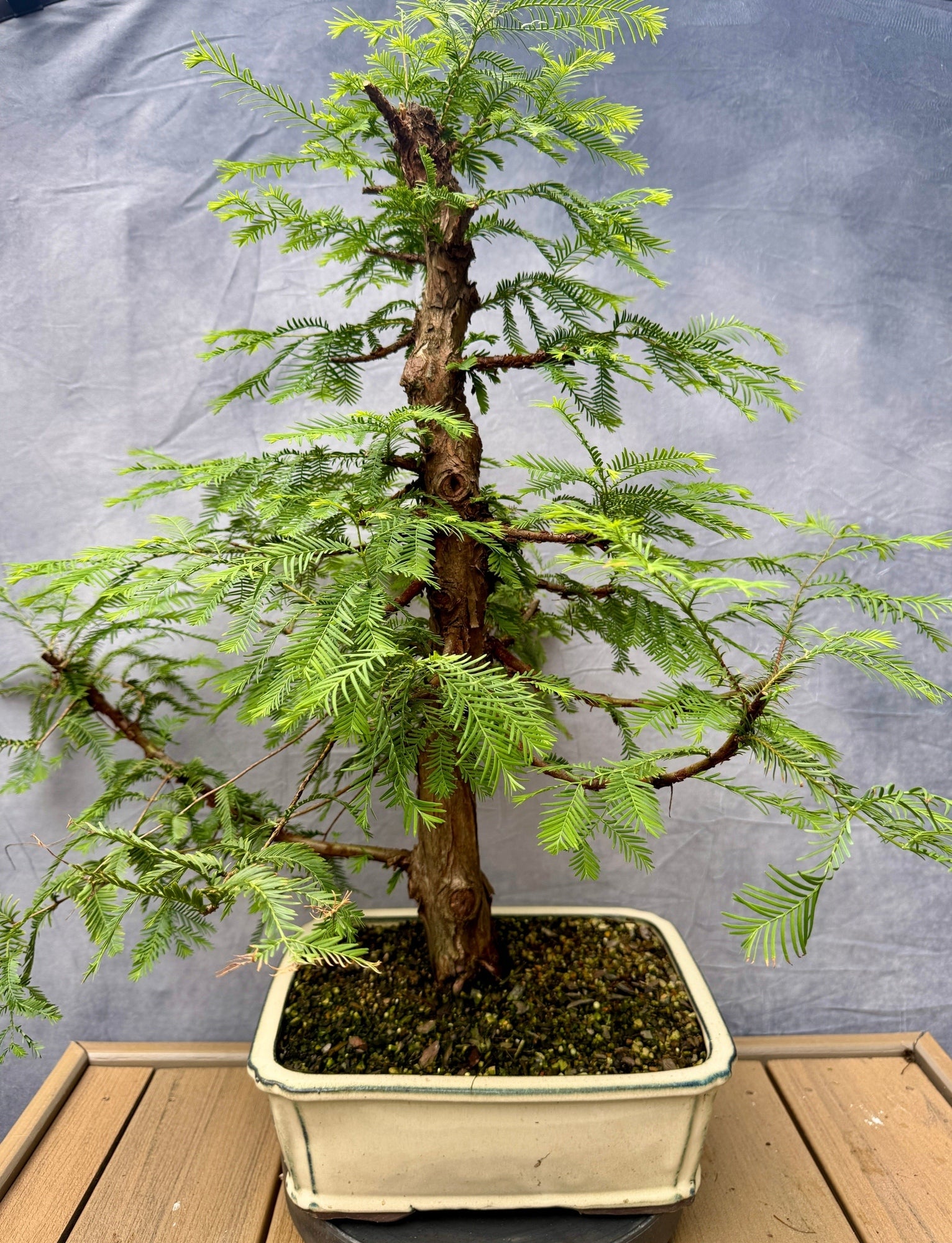 redwood bonsai tree for sale Dawn Redwood #1