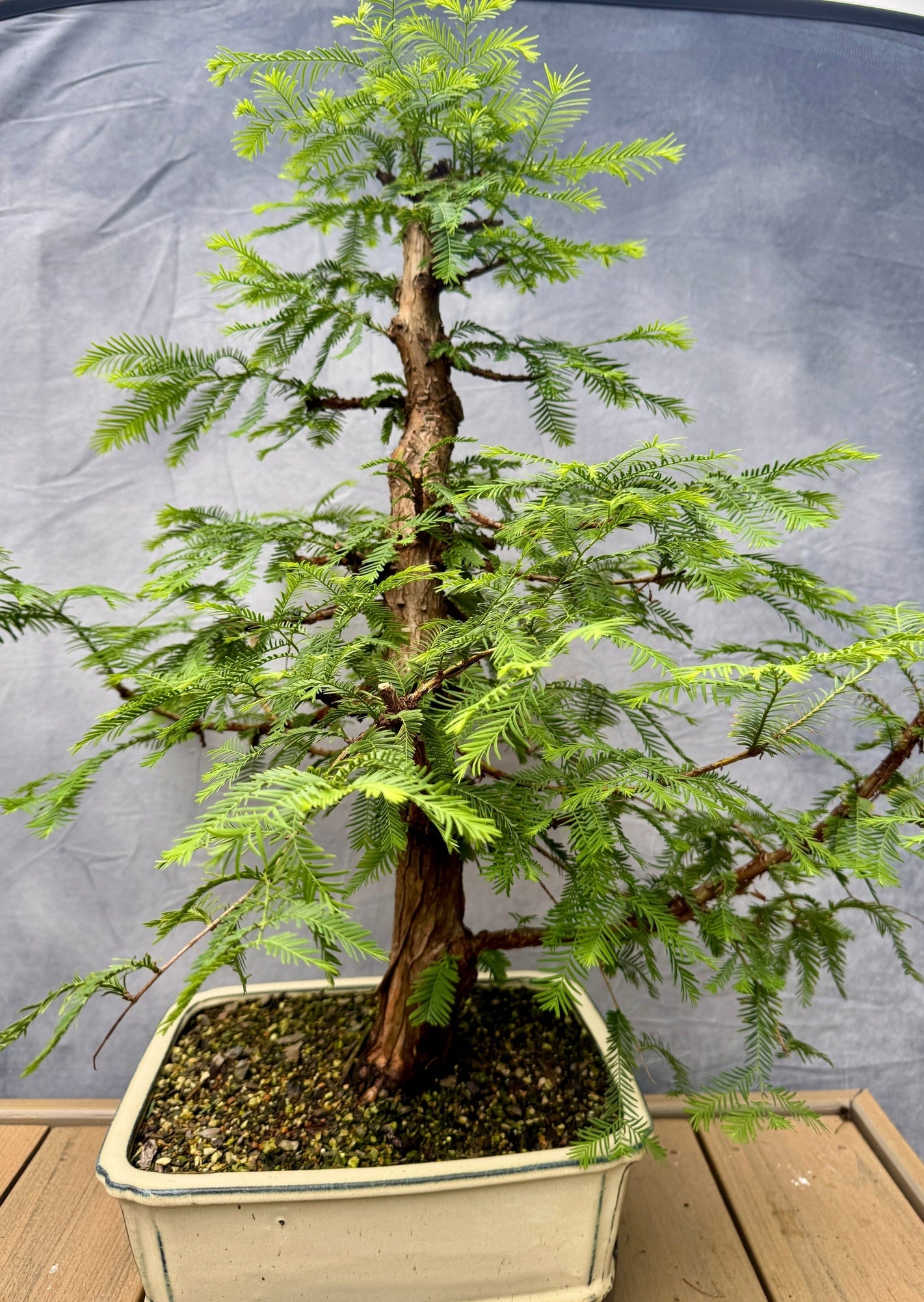 Dawn Redwood #1