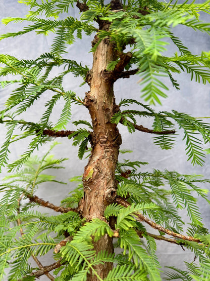 Dawn Redwood #1