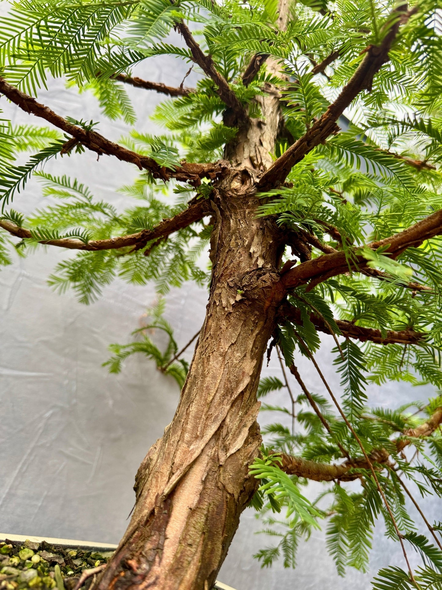 Dawn Redwood #1
