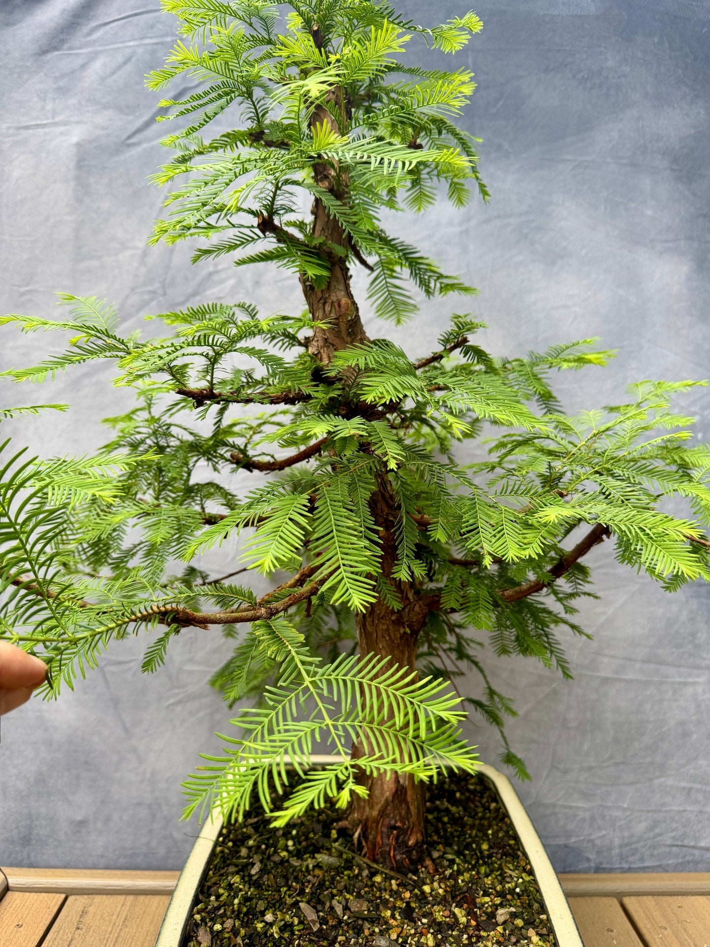 Dawn Redwood #1