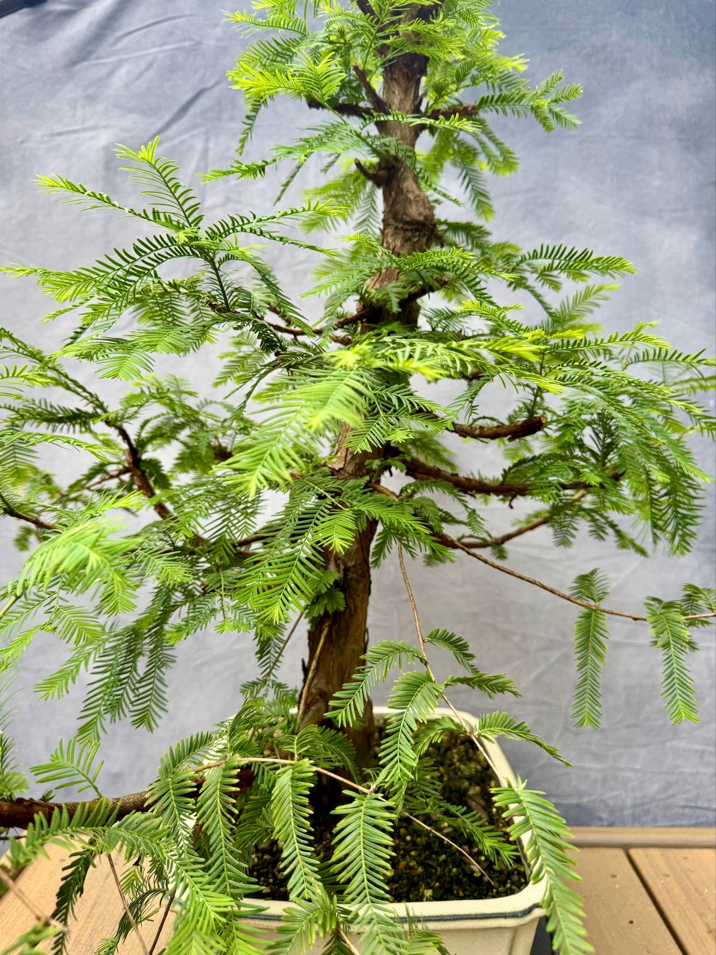 Dawn Redwood #1