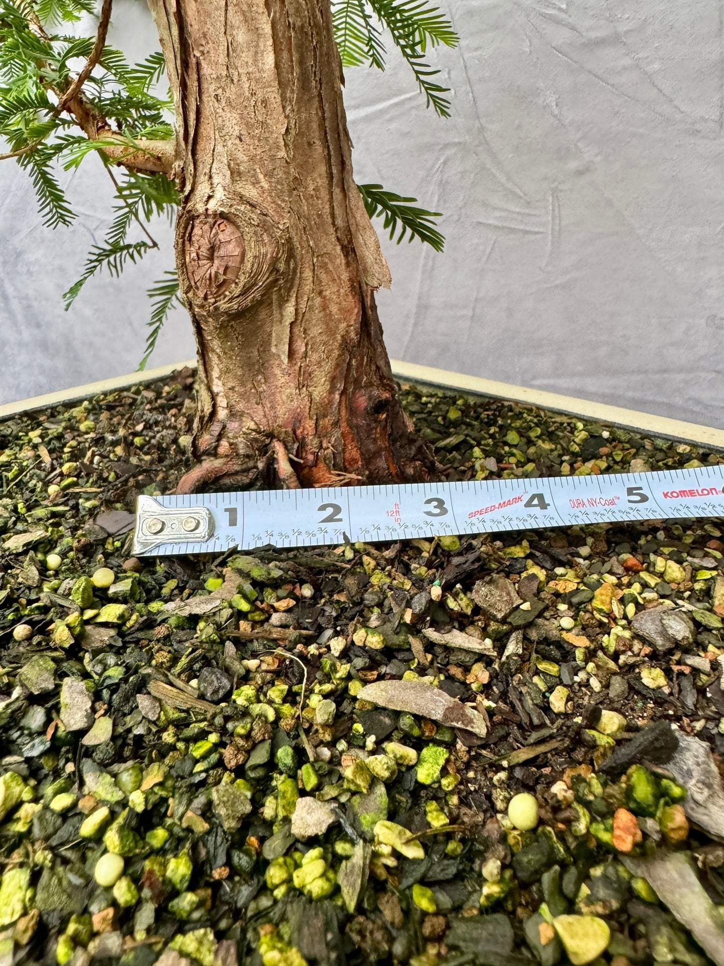 Dawn Redwood #1
