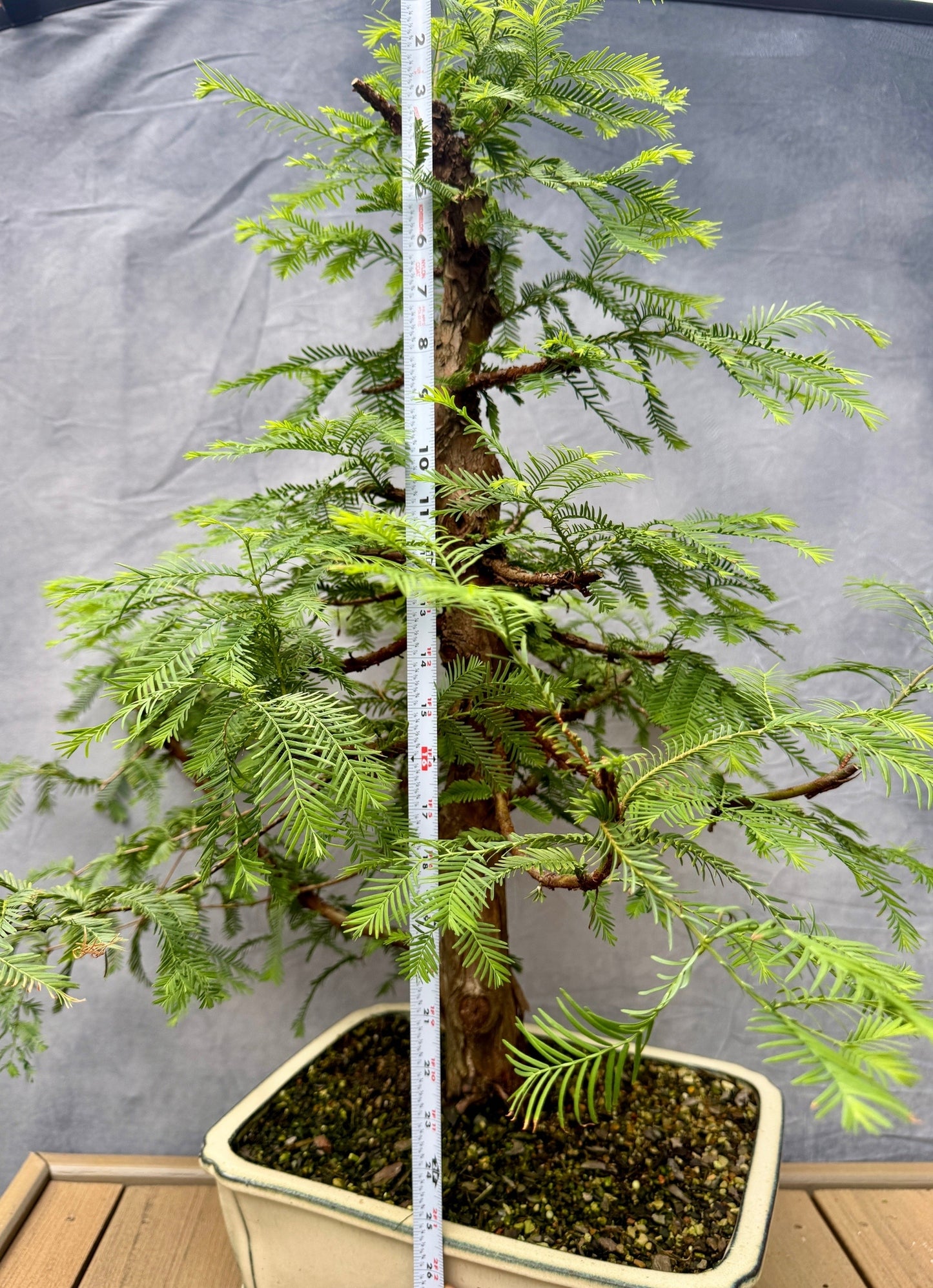Dawn Redwood #1