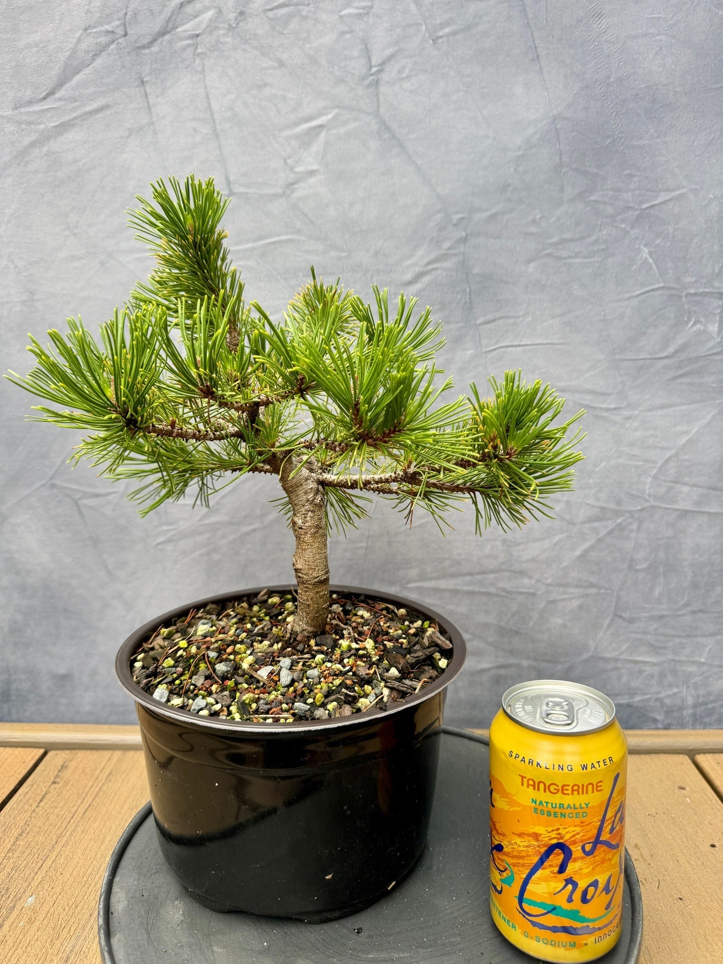 Dwarf Mugo Pine 'Carstens Wintergold'