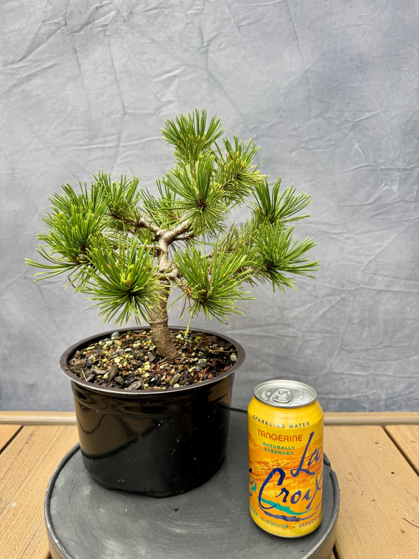 Dwarf Mugo Pine 'Carstens Wintergold'