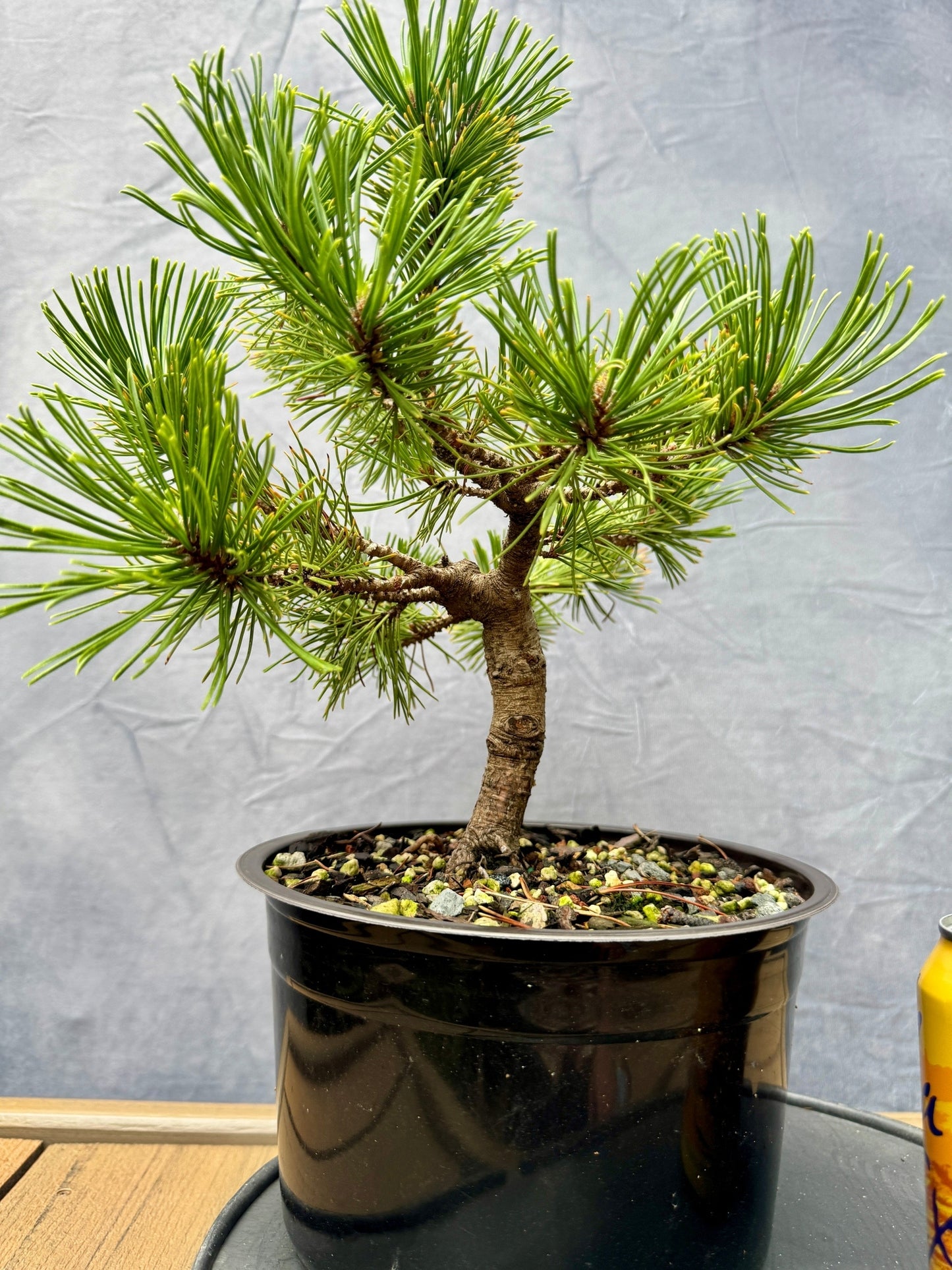 Dwarf Mugo Pine 'Carstens Wintergold'