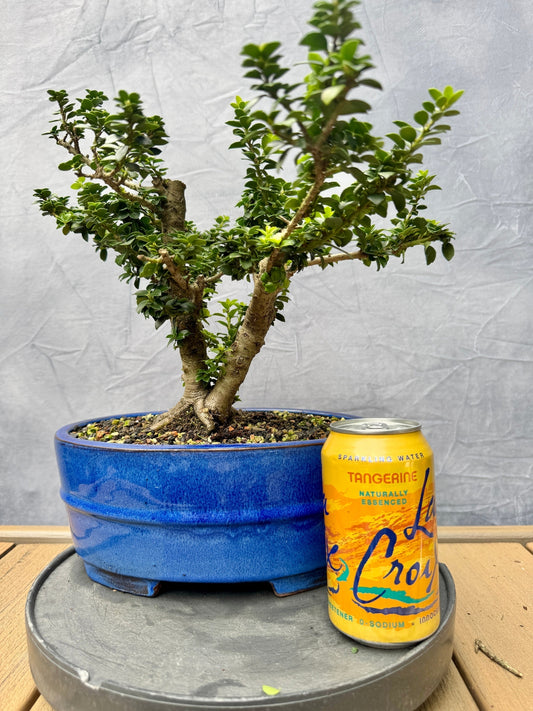 Twin Trunk Dwarf Pagoda Japanese Holly #1