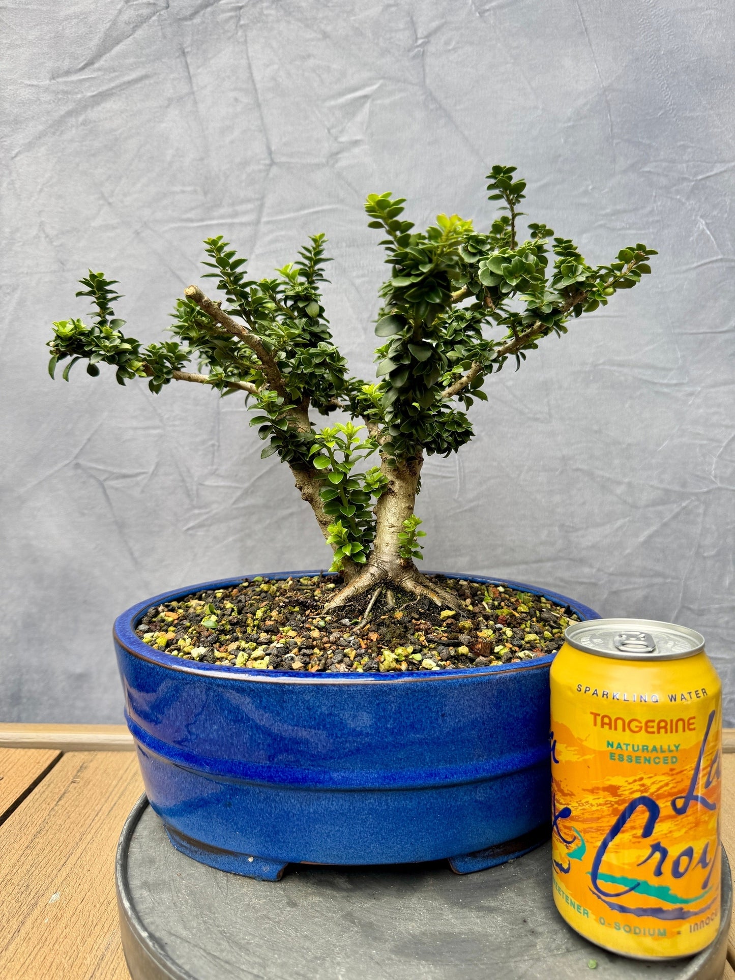 Twin Trunk Dwarf Pagoda Japanese Holly #1