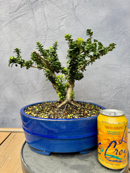Twin Trunk Dwarf Pagoda Japanese Holly #1