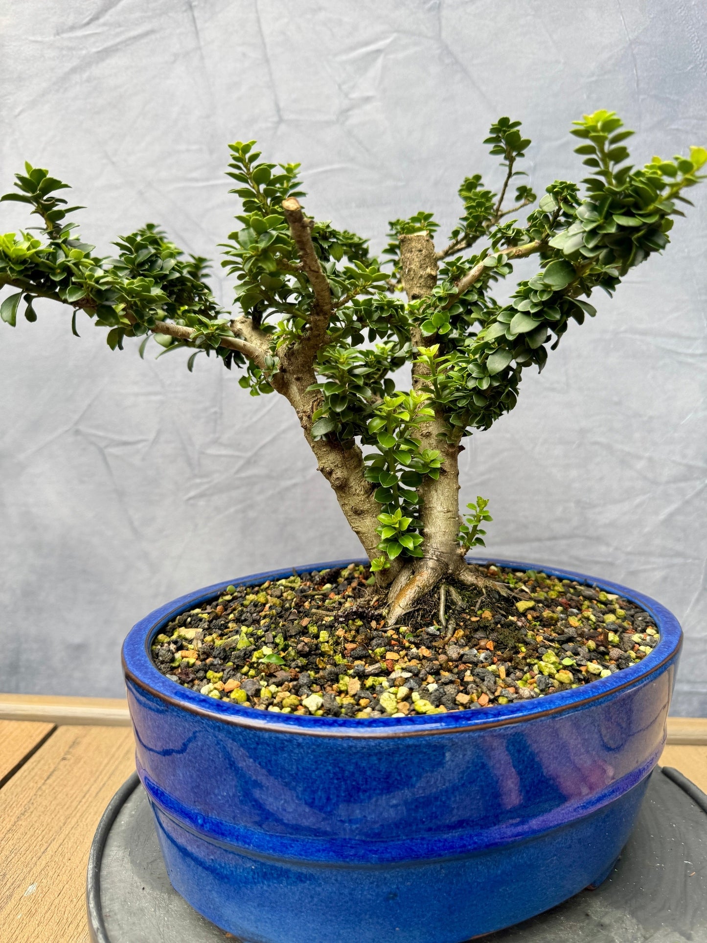 Twin Trunk Dwarf Pagoda Japanese Holly #1
