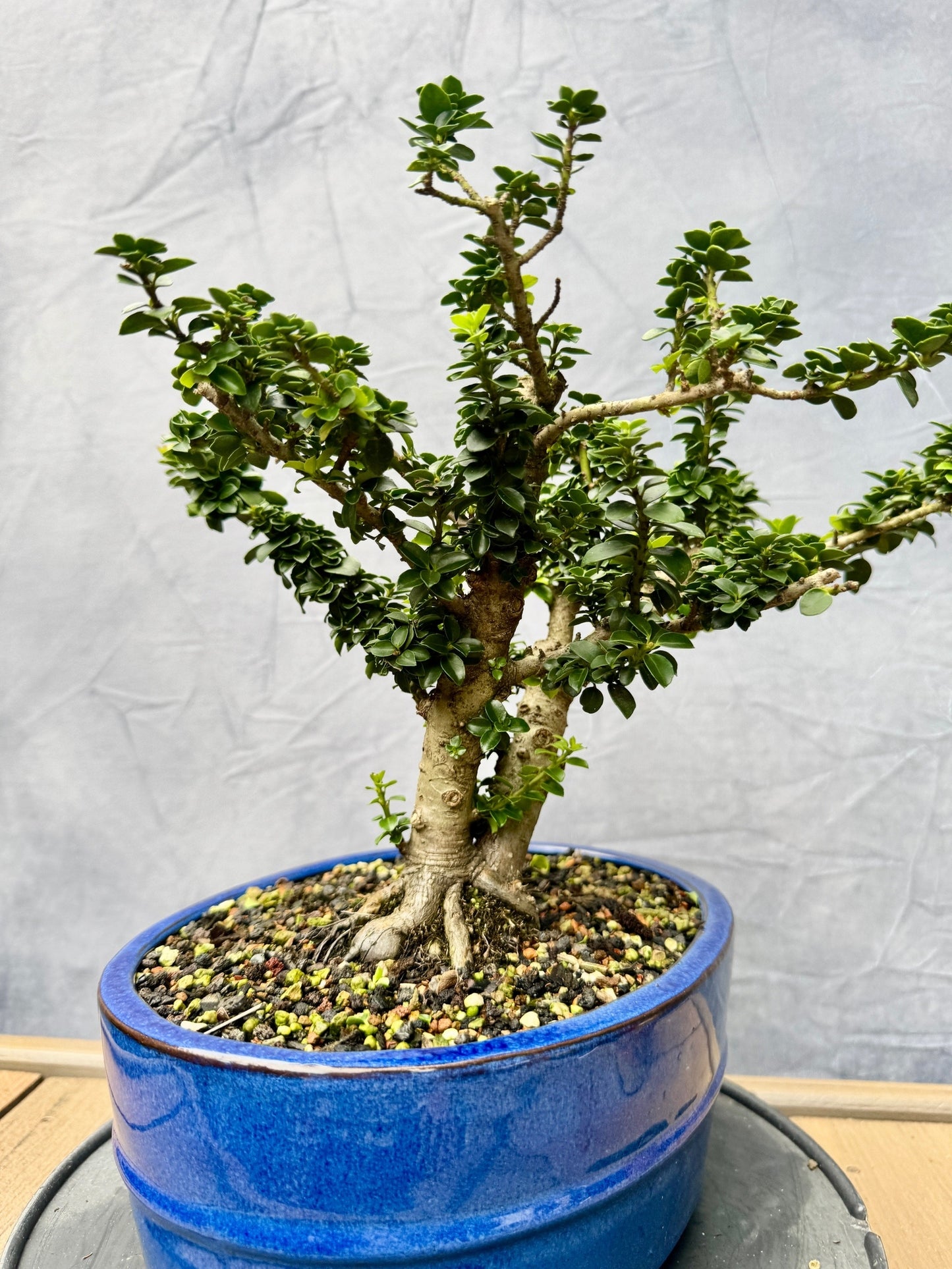 Twin Trunk Dwarf Pagoda Japanese Holly #1