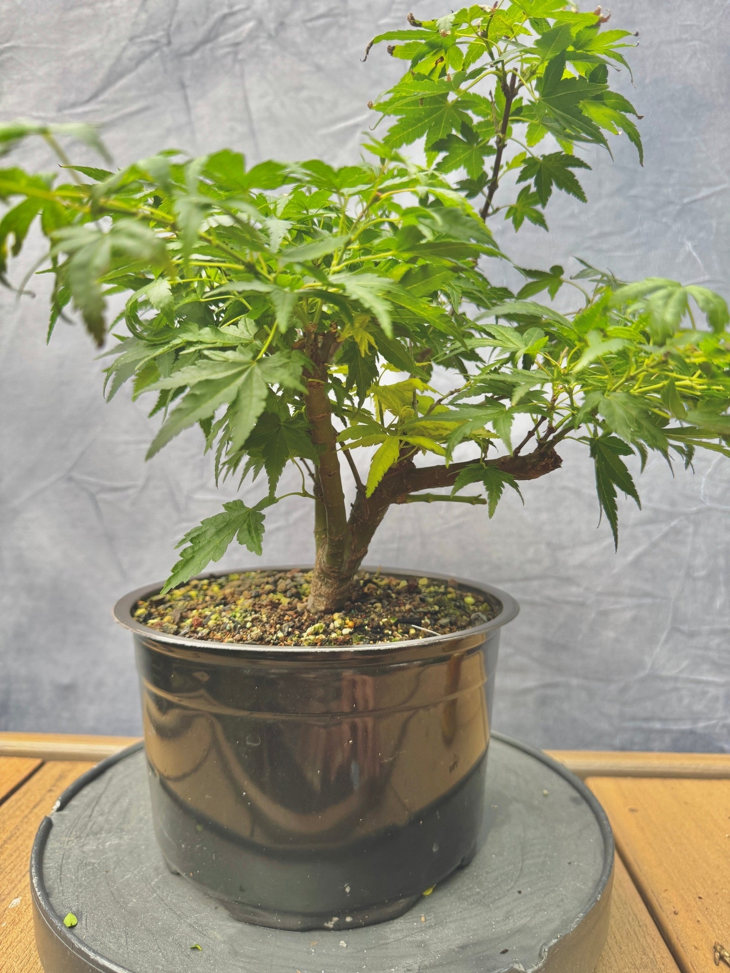 Seiun Kaku Japanese Maple #1
