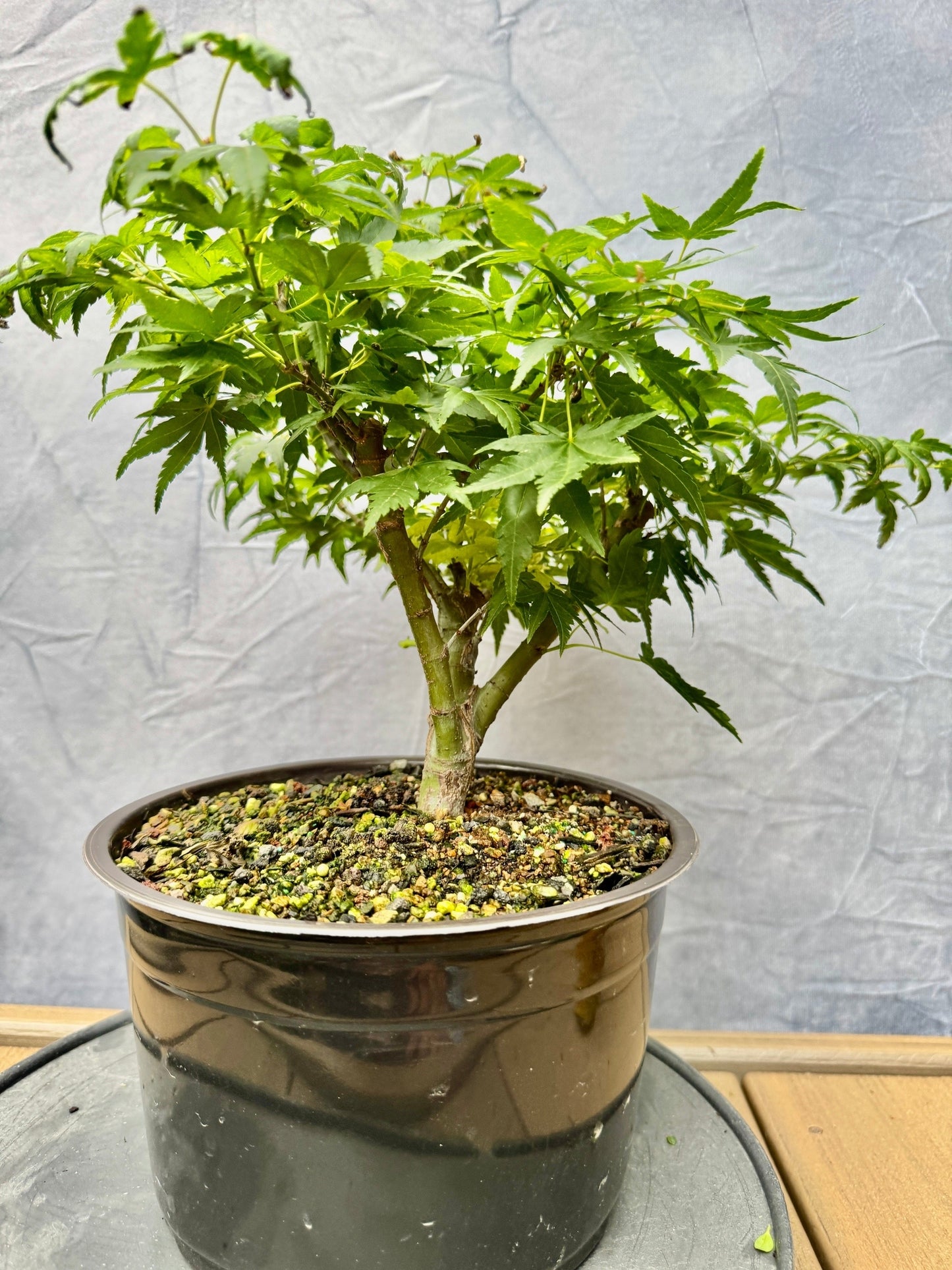 Seiun Kaku Japanese Maple #1