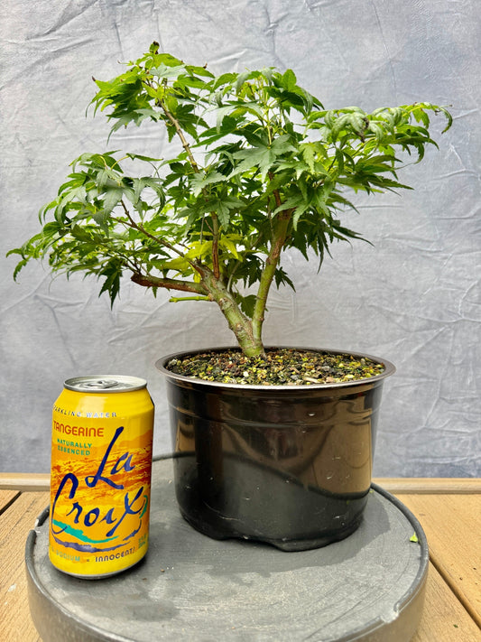 Seiun Kaku Japanese Maple #1