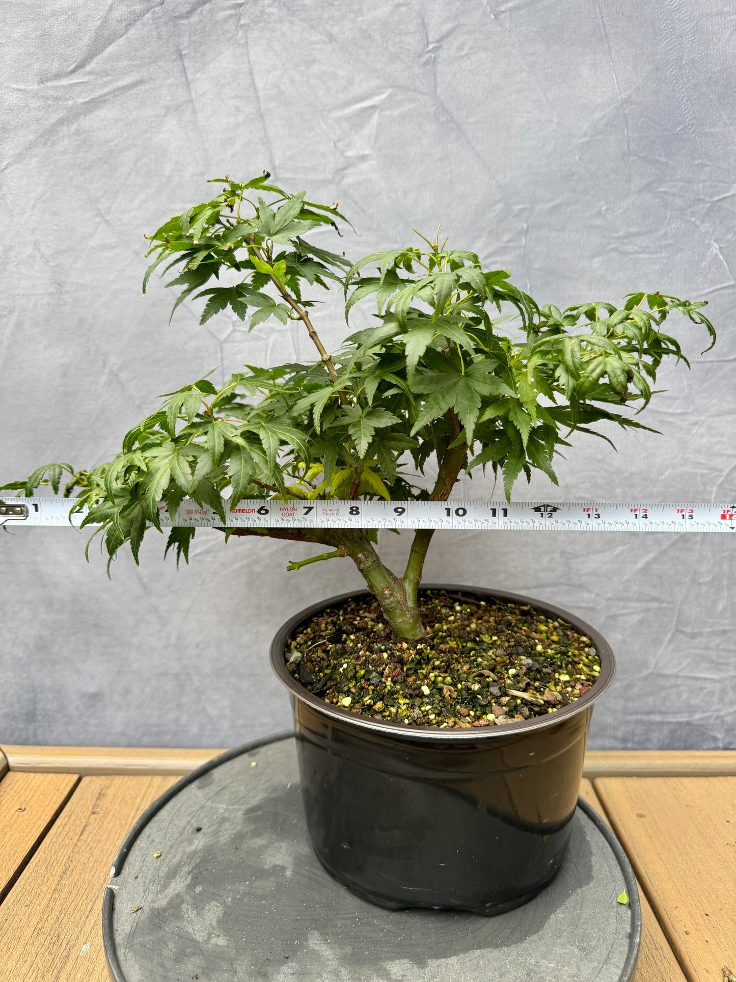 Seiun Kaku Japanese Maple #1