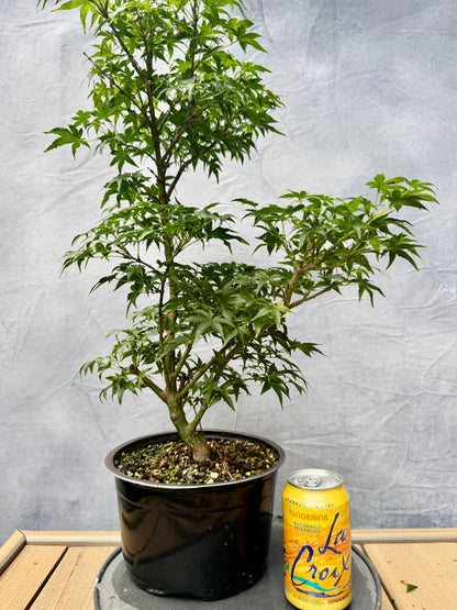 Sharp's Pygmy Japanese Maple #3