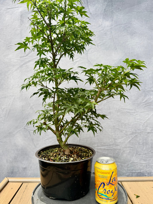 Sharp's Pygmy Japanese Maple #3