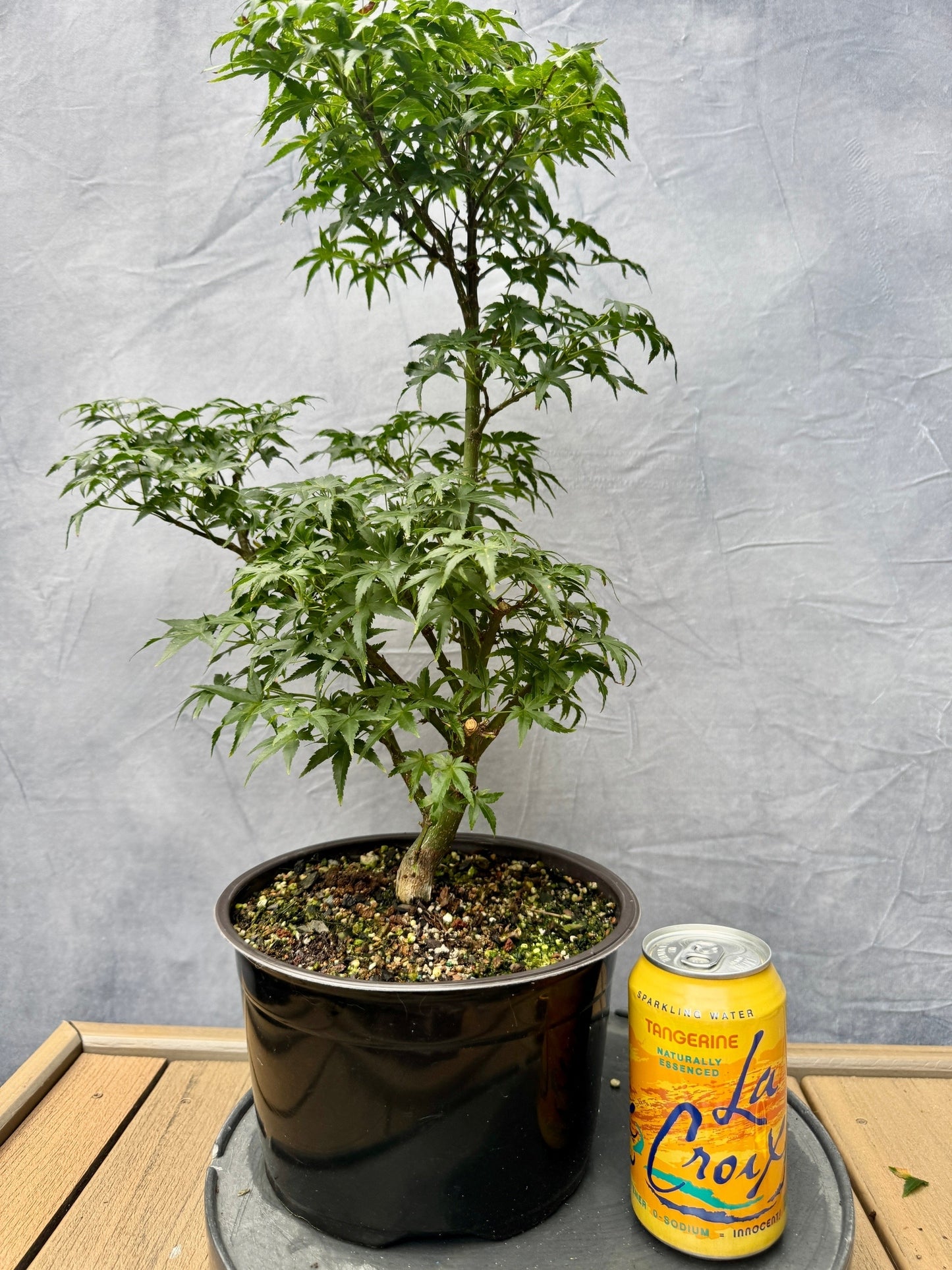 Sharp's Pygmy Japanese Maple #3