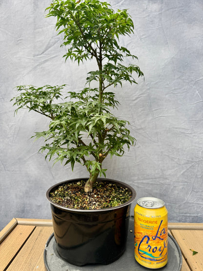 Sharp's Pygmy Japanese Maple #3