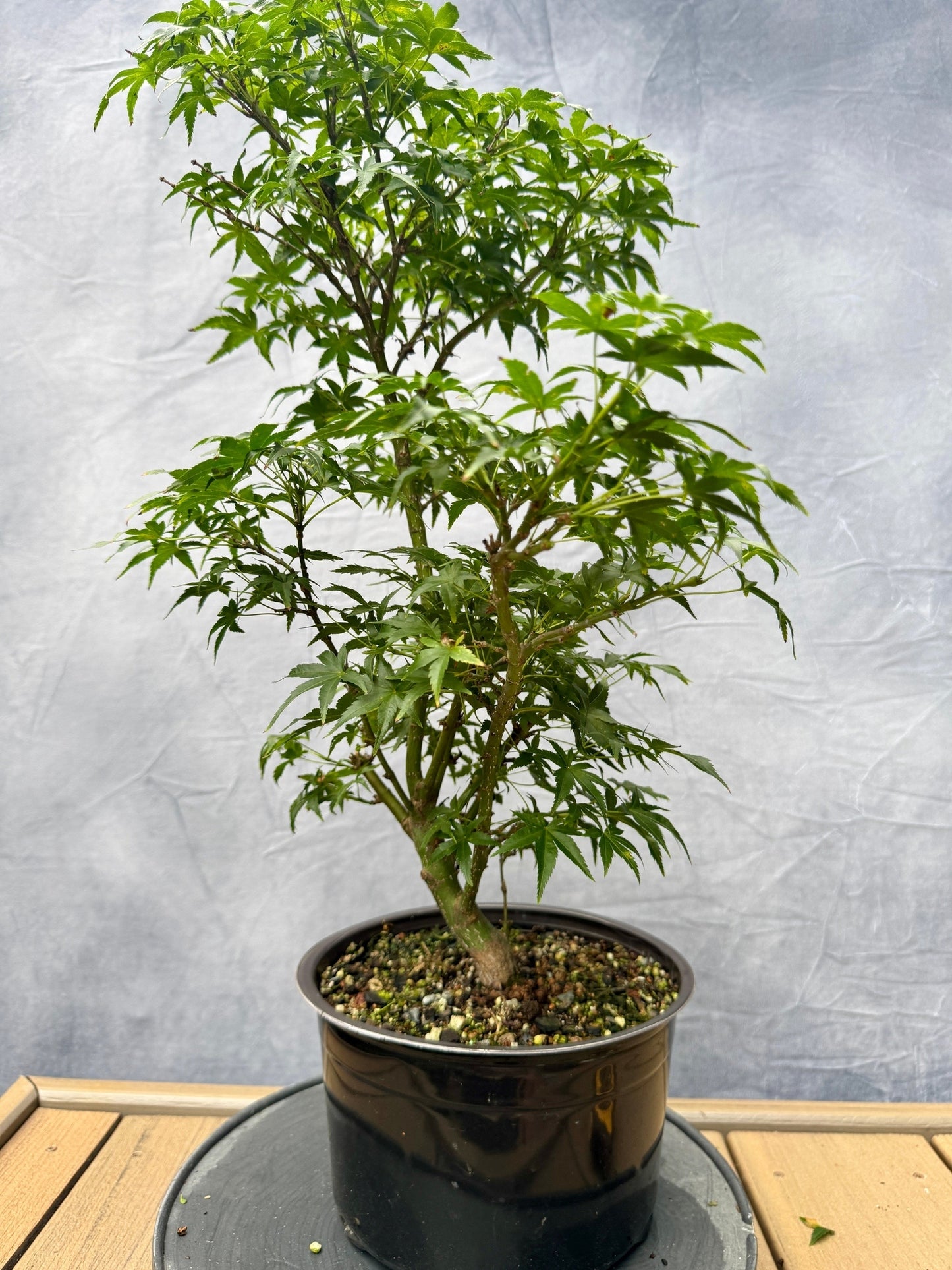 Sharp's Pygmy Japanese Maple #3