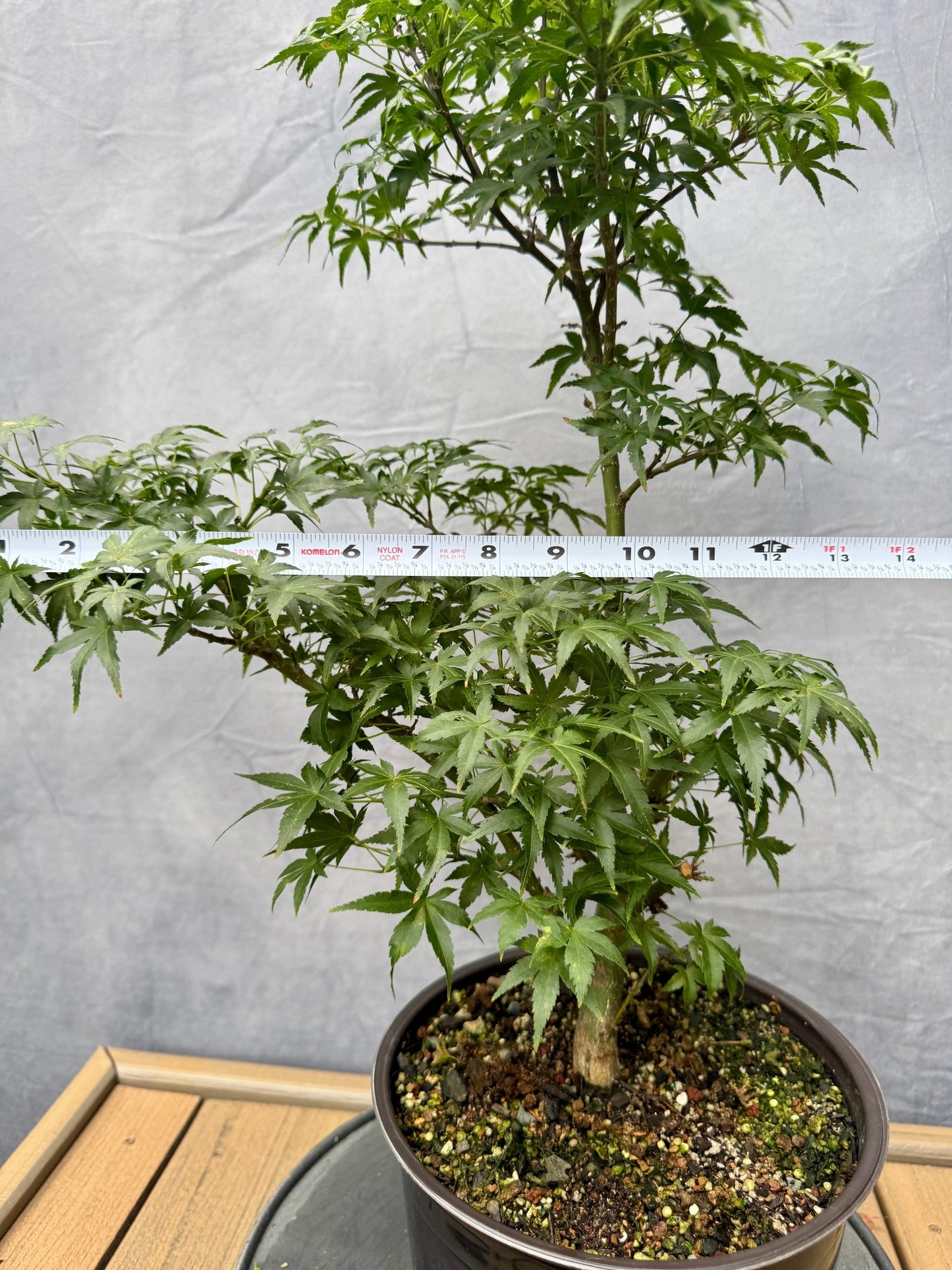 Sharp's Pygmy Japanese Maple #3