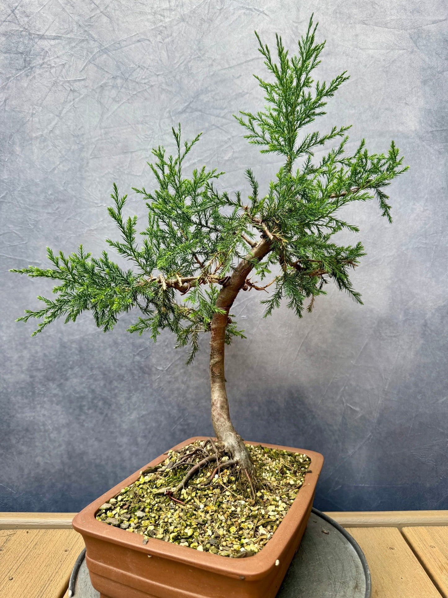 Eastern Red Cedar #1