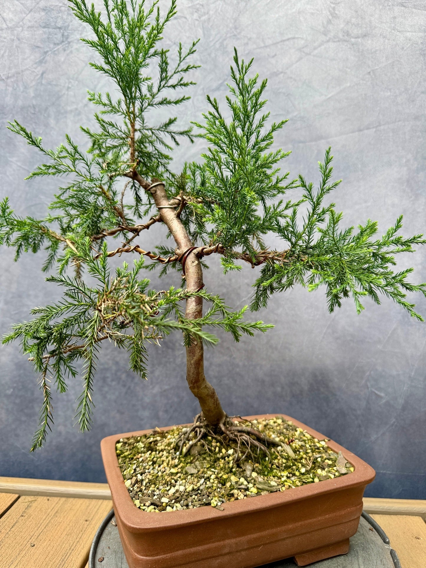 Eastern Red Cedar #1