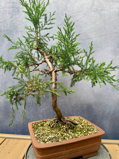 Eastern Red Cedar #1