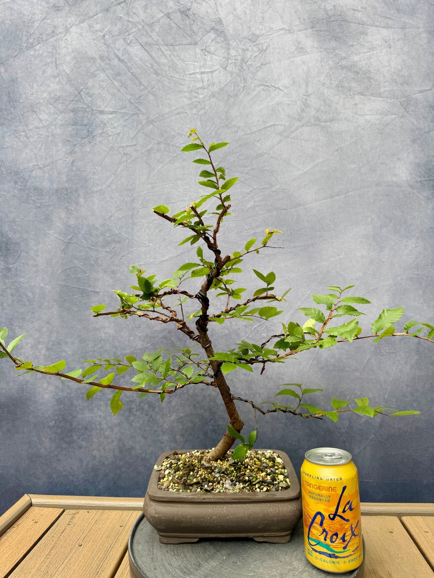 Winged Elm #1