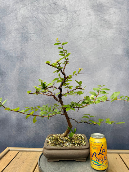 Winged Elm #1