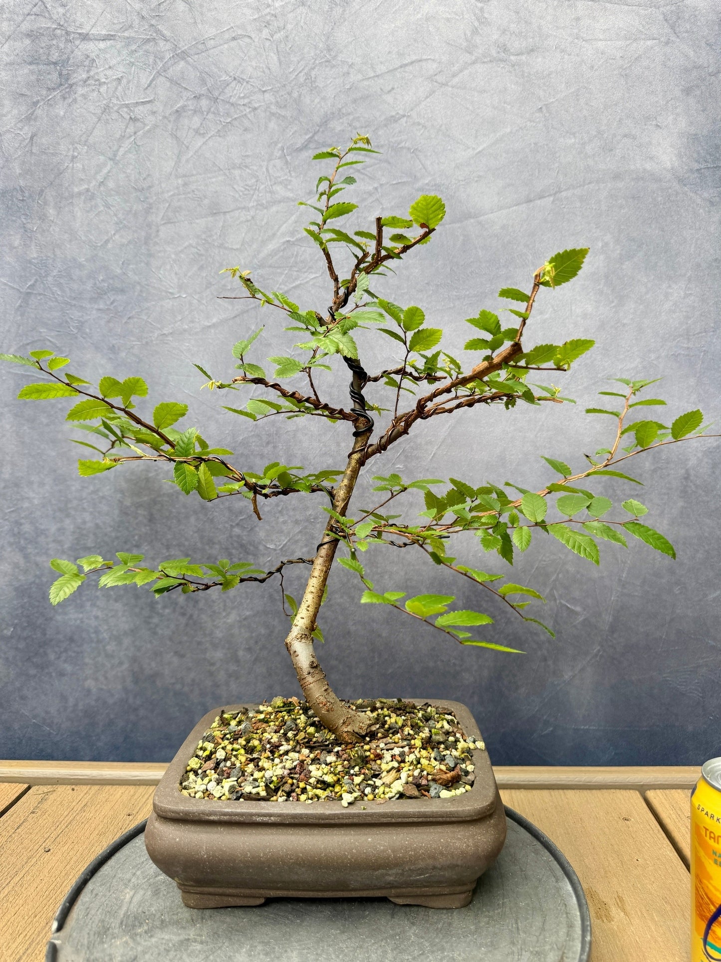 Winged Elm #1