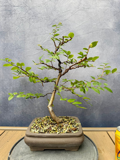 Winged Elm #1
