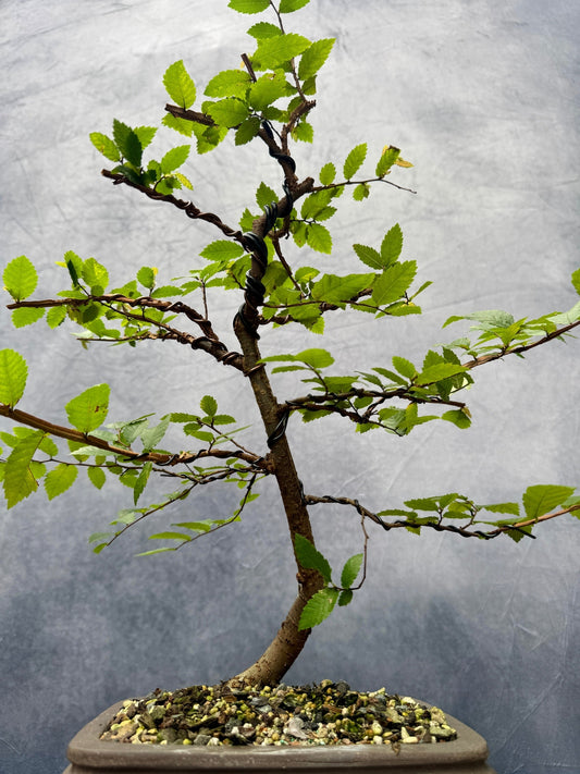 Winged Elm #1