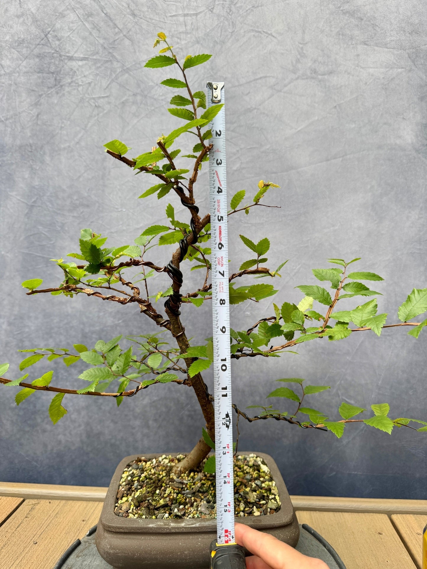 Winged Elm #1