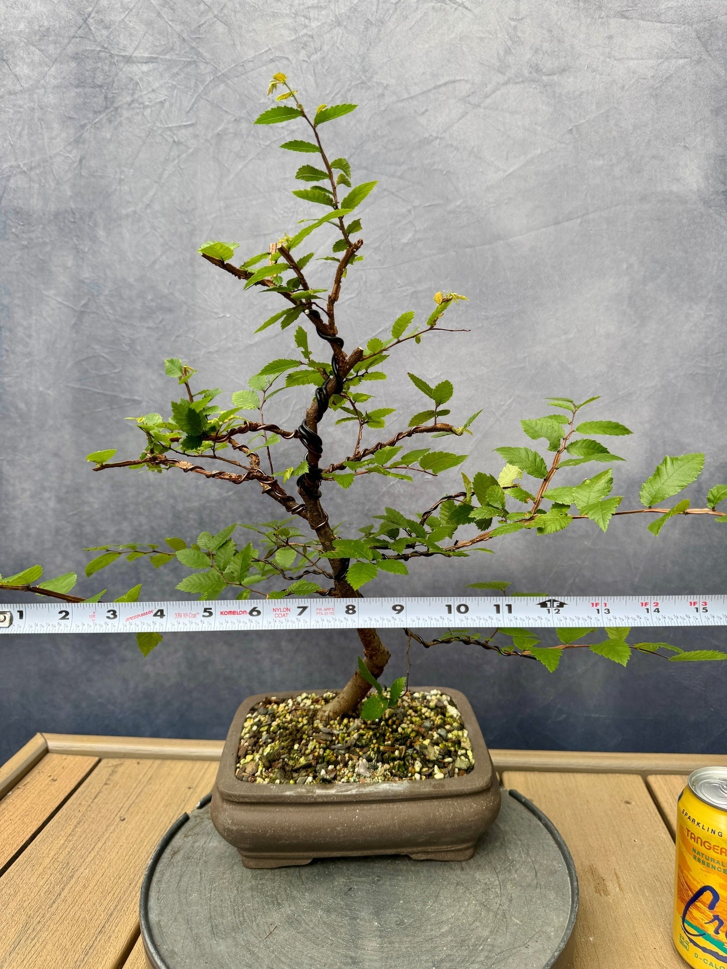 Winged Elm #1
