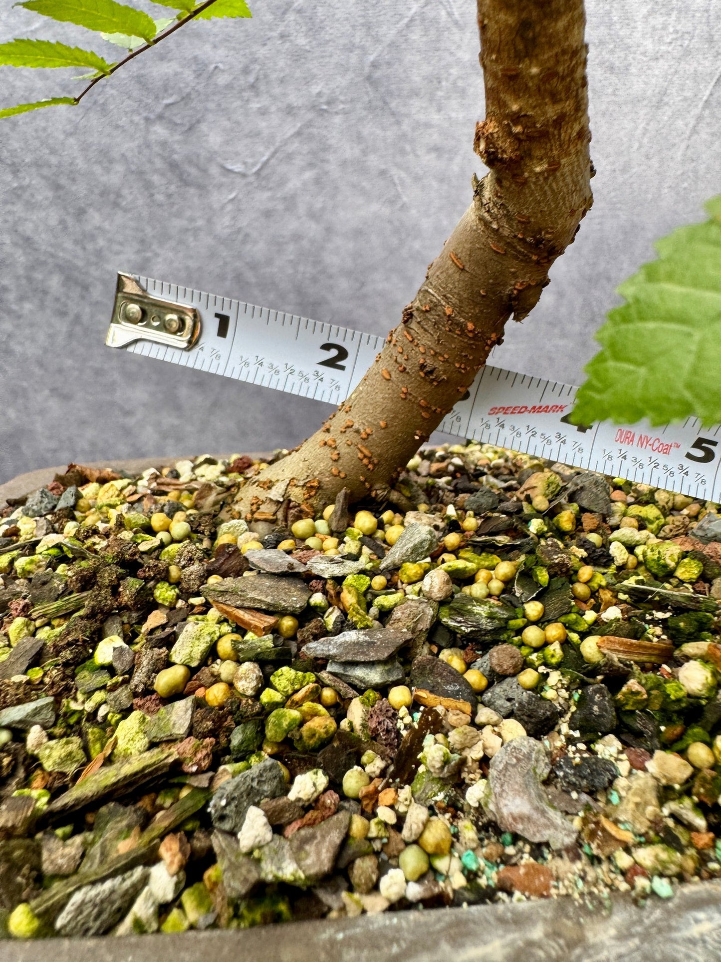 Winged Elm #1