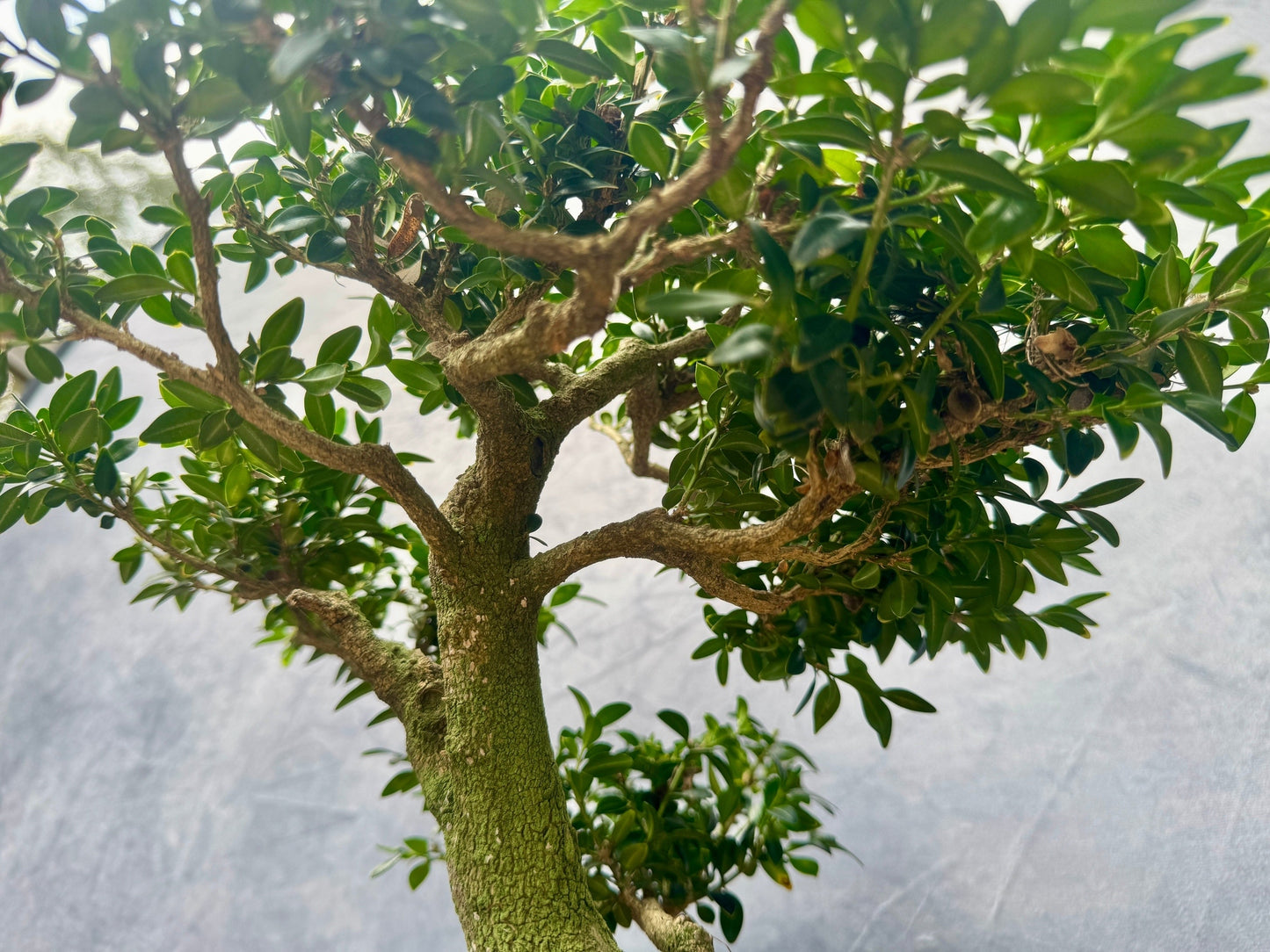 Boxwood #2