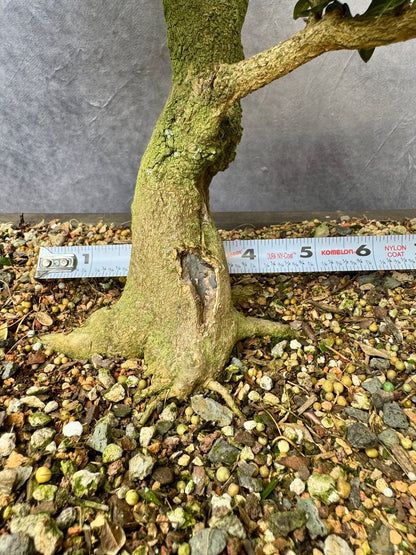 Boxwood #2