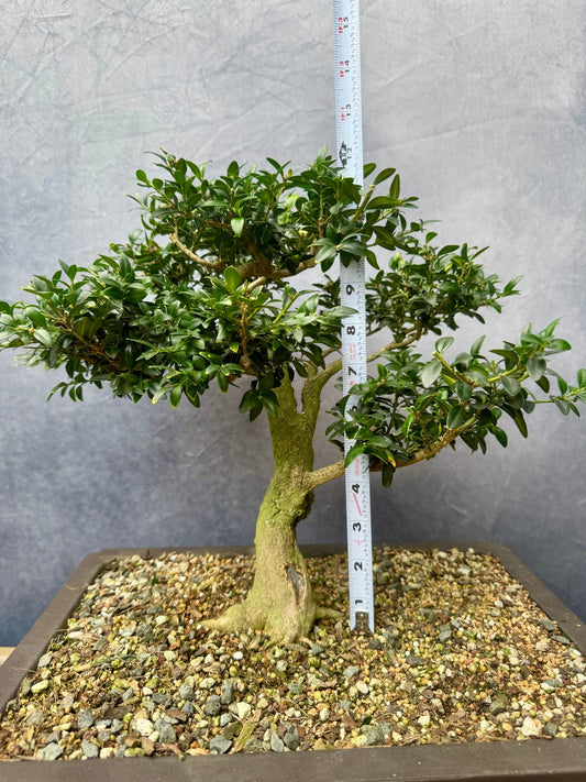 Boxwood #2