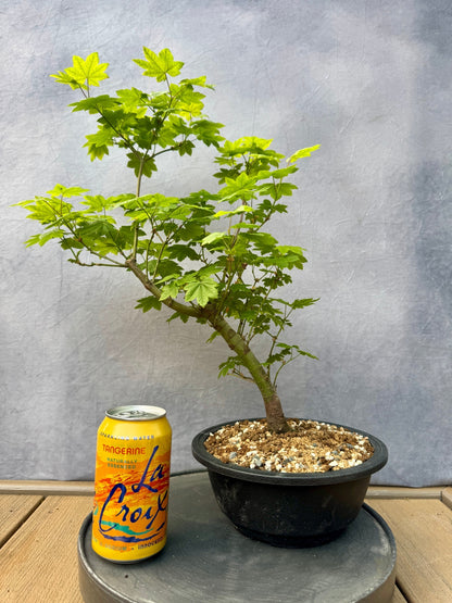 Vine Maple #1