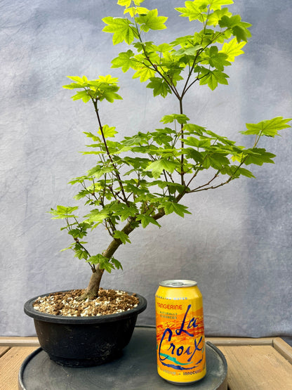 Vine Maple #1