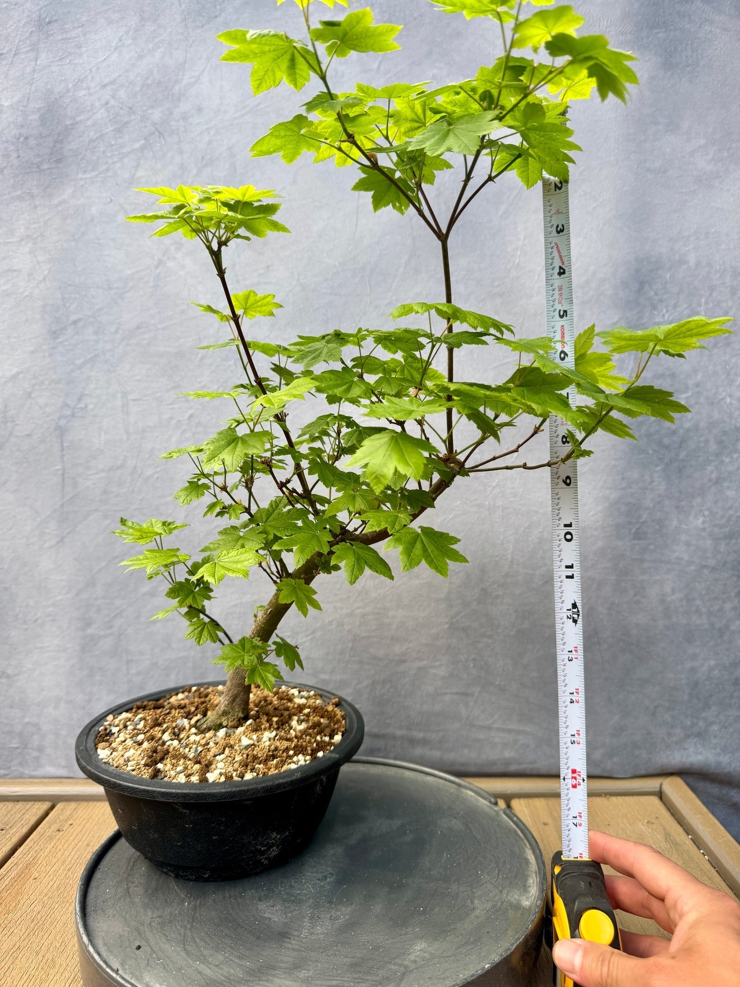 Vine Maple #1