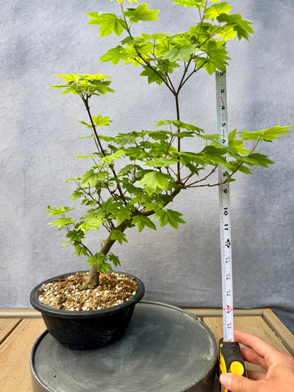 Vine Maple #1