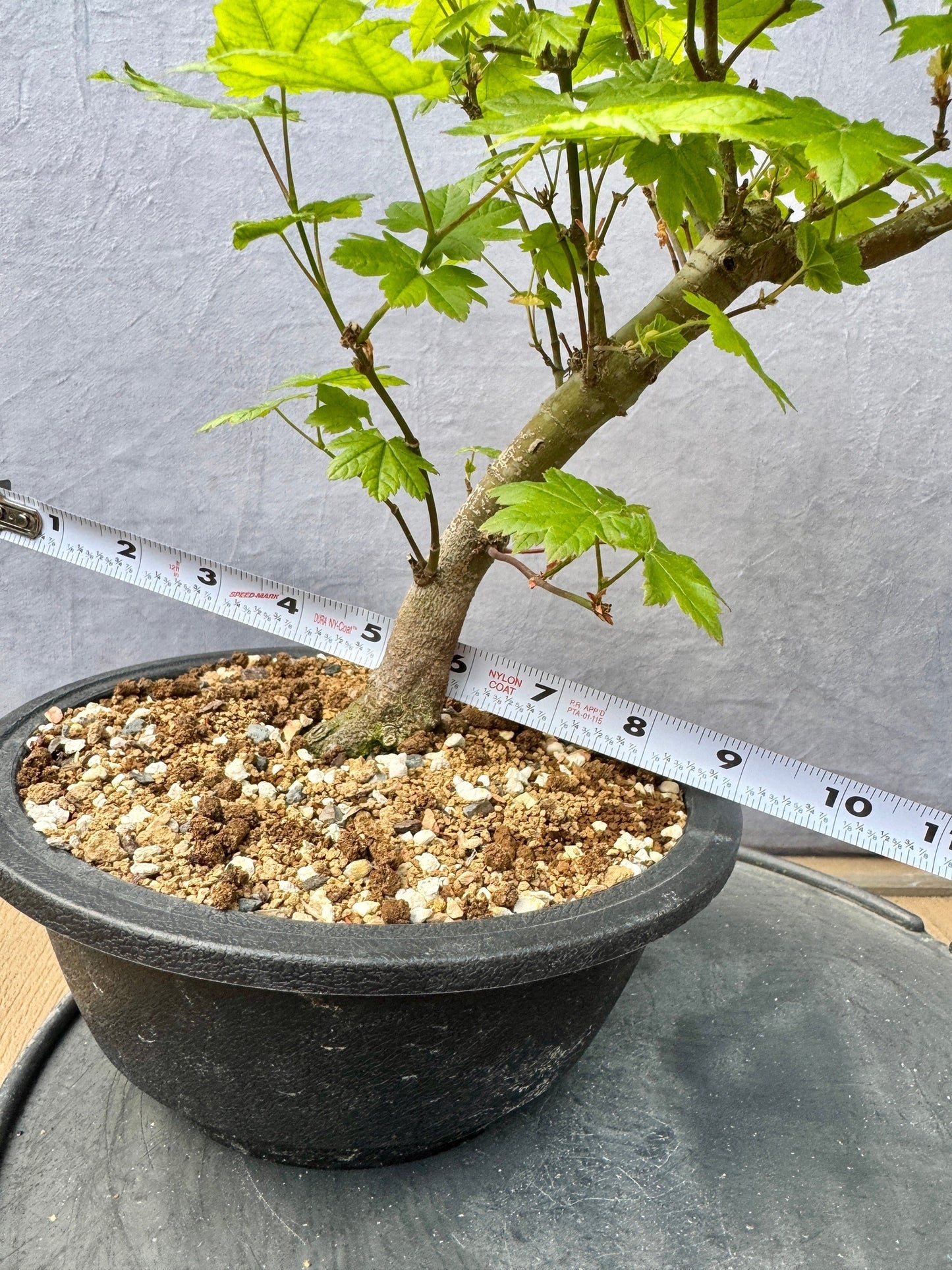 Vine Maple #1