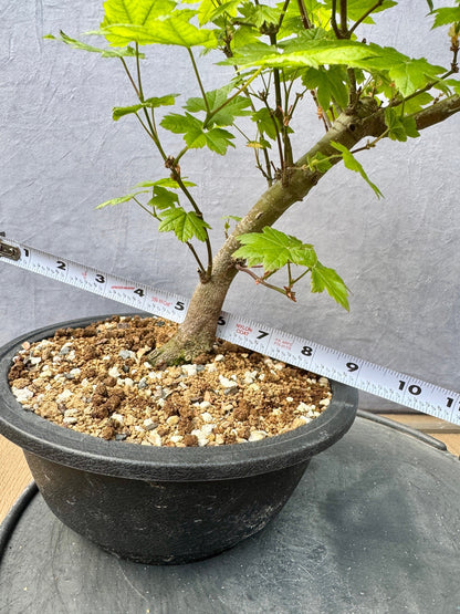 Vine Maple #1