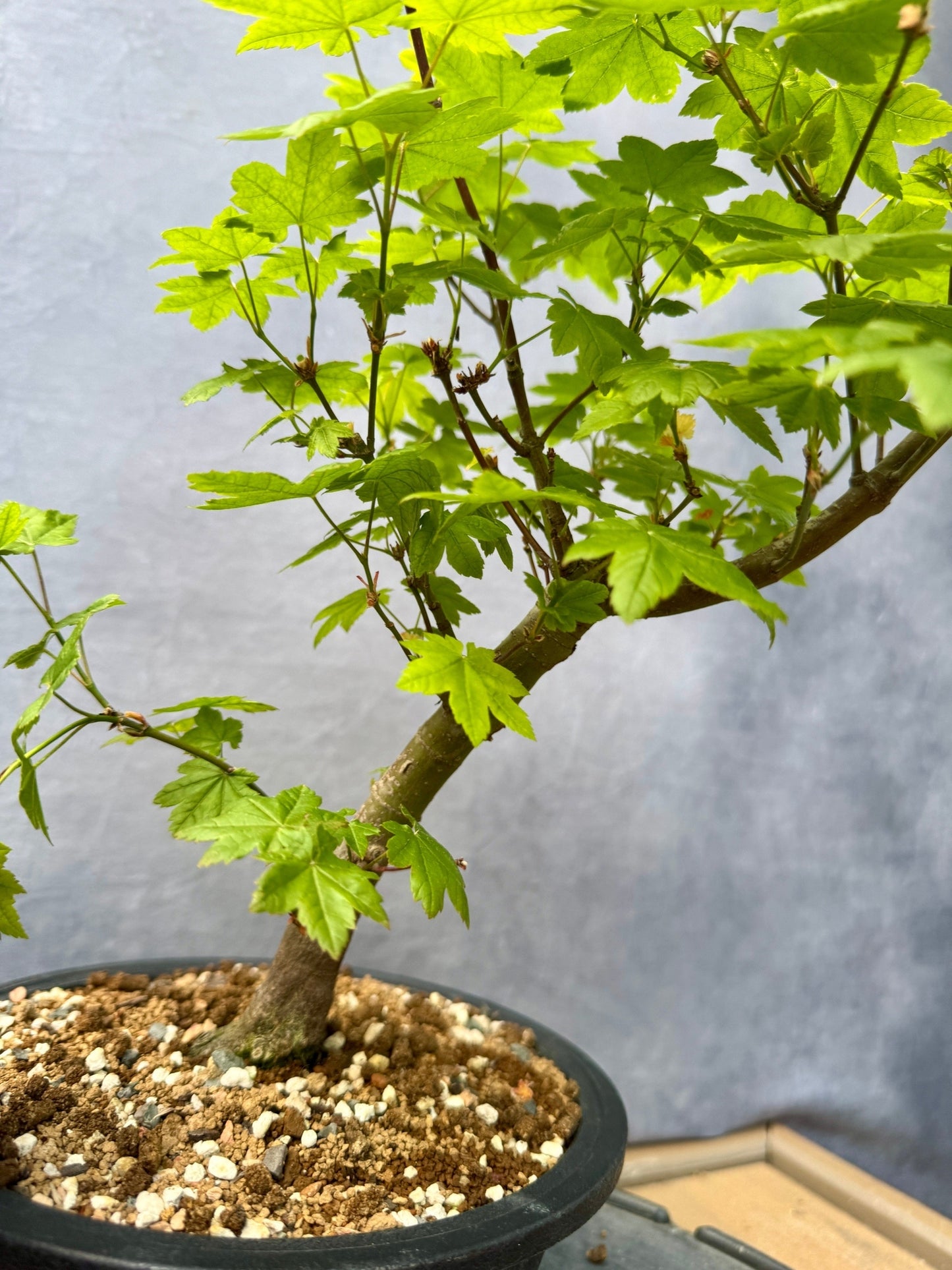 Vine Maple #1