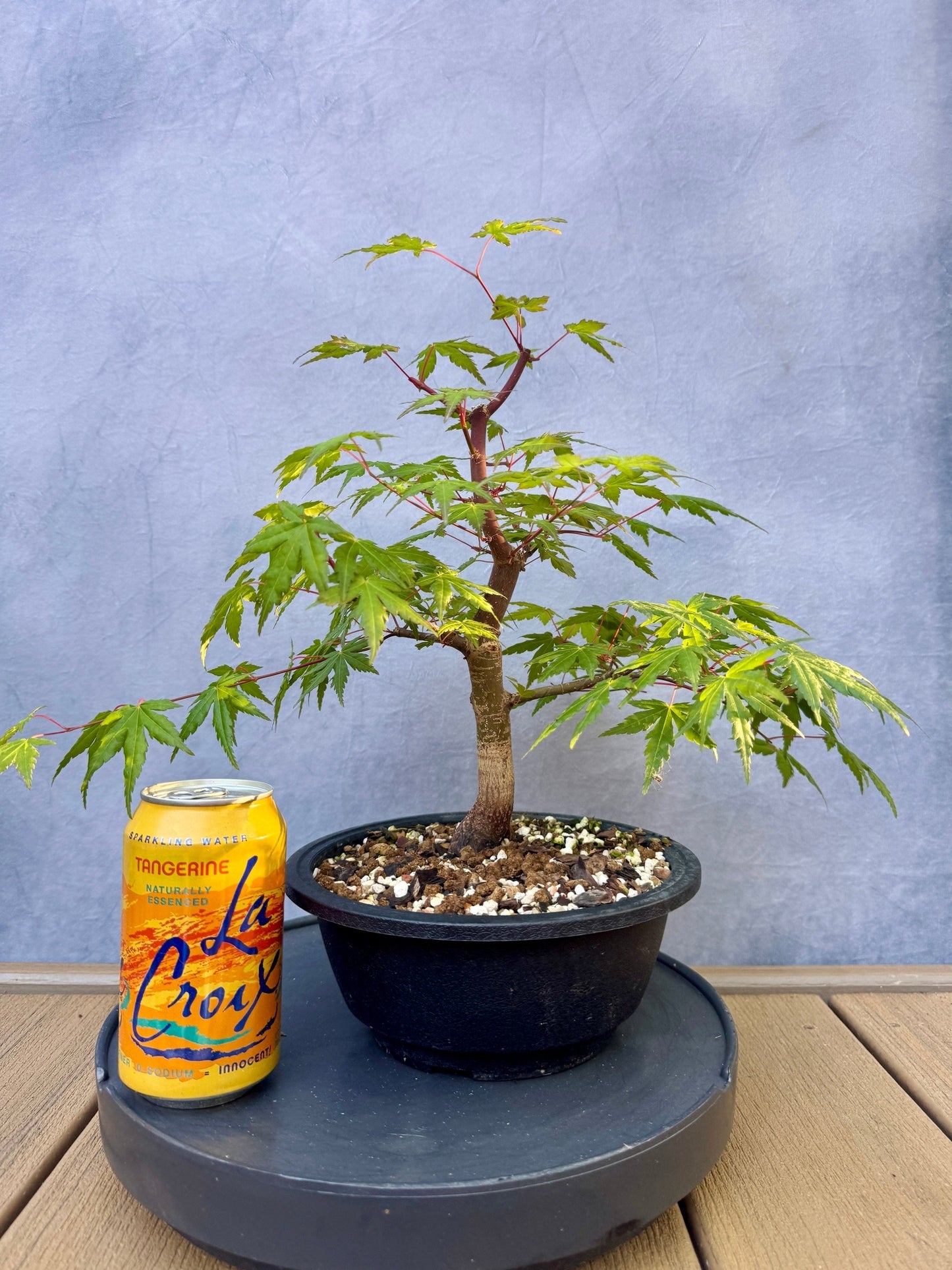 Japanese Maple #4