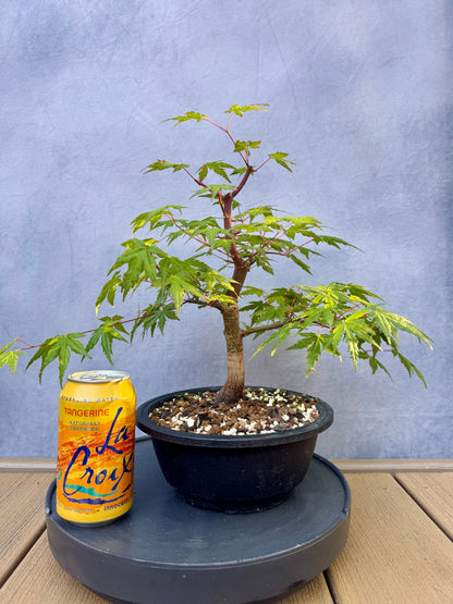 Japanese Maple #4